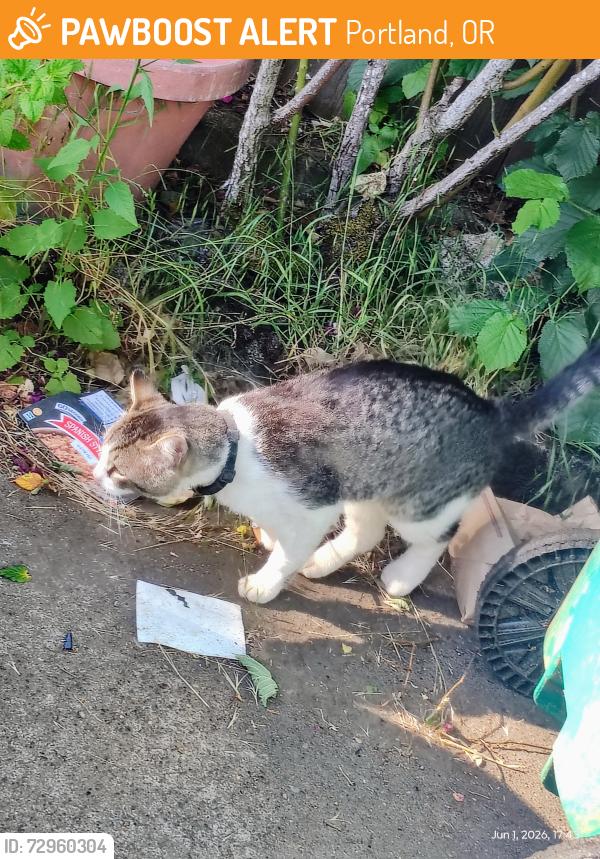Found/Stray Male Cat last seen NE 62nd Ave and Hoyt St, Portland, OR 97213