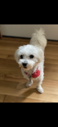 Lost Female Dog last seen Heritage and Sportsman Rd, De Pere, WI 54115