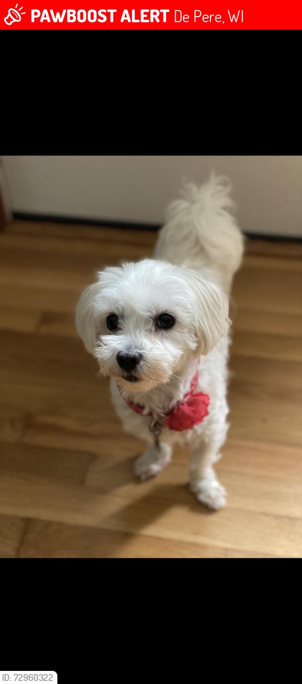 Lost Female Dog last seen Heritage and Sportsman Rd, De Pere, WI 54115