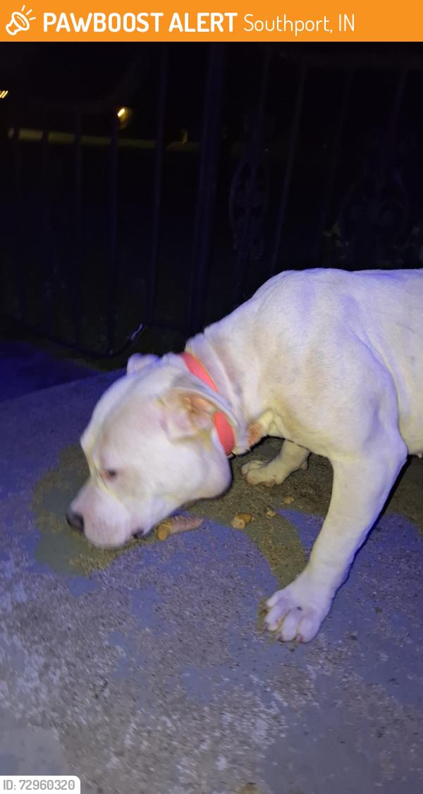 Found/Stray Male Dog last seen Southport elementary 46227, Southport, IN 46227