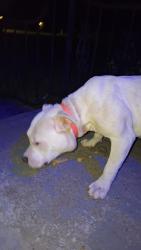Found/Stray Male Dog last seen Southport elementary 46227, Southport, IN 46227
