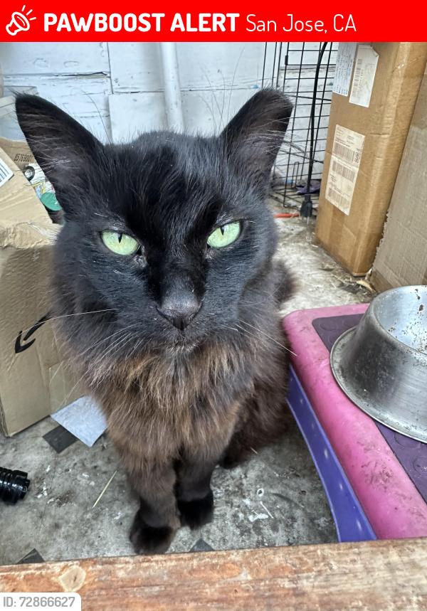 Lost Male Cat last seen Scharff Ave and San Antonio Ave., San Jose, CA 95116