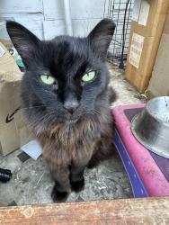 Lost Male Cat last seen Scharff Ave and San Antonio Ave. , San Jose, CA 95116