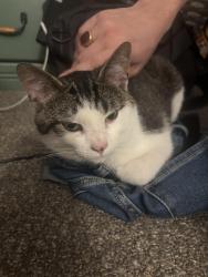 Found/Stray Male Cat last seen Buffalo State’s Coyer Field, Buffalo, NY 14222