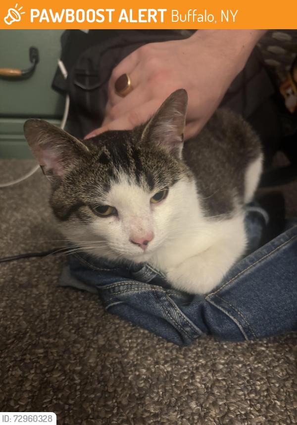 Found/Stray Male Cat last seen Buffalo State’s Coyer Field, Buffalo, NY 14222