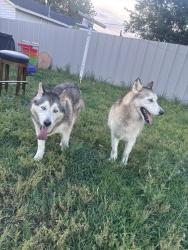 Found/Stray Female Dog last seen Near S Agnew ave, Oklahoma City, OK 73119