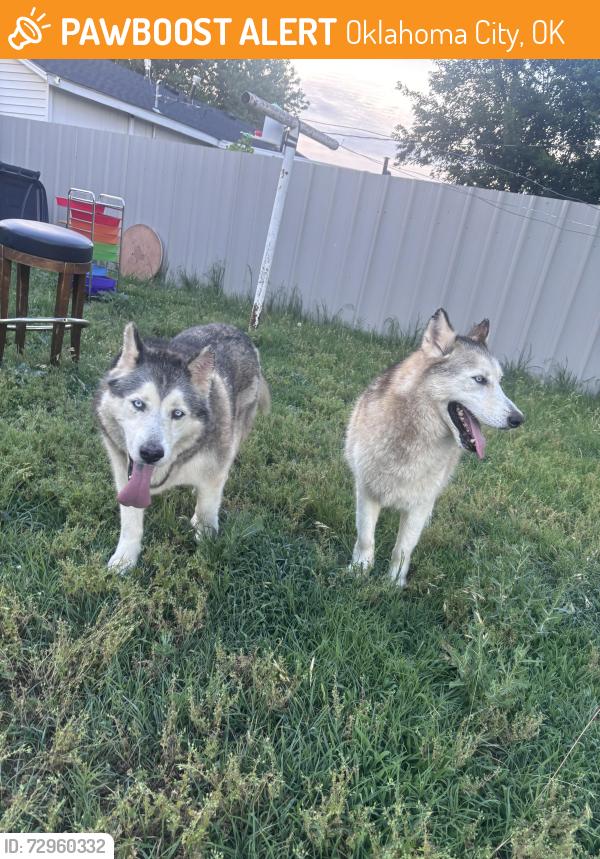 Found/Stray Female Dog last seen Near S Agnew ave, Oklahoma City, OK 73119