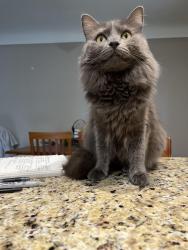 Lost Female Cat last seen Monroe/Olmstead or Monroe/Outer Dr, Dearborn, MI 48124