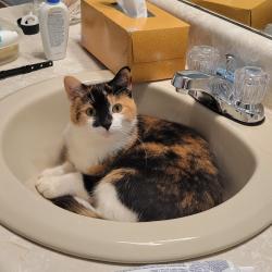 Lost Female Cat last seen Worley Rd at Heardsville Rd, Ducktown/Poole's Mill , Forsyth County, GA 30028