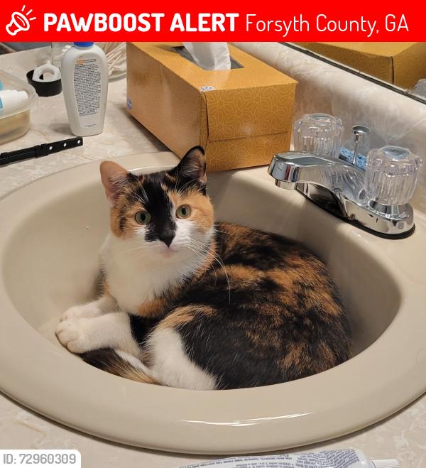 Lost Female Cat last seen Worley Rd at Heardsville Rd, Ducktown/Poole's Mill , Forsyth County, GA 30028