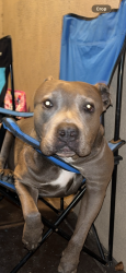 Lost Male Dog last seen Central, Los Angeles, CA 90011