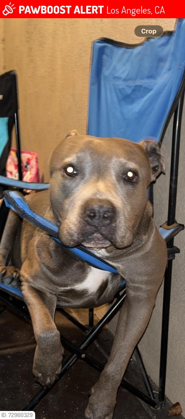 Lost Male Dog last seen Central, Los Angeles, CA 90011