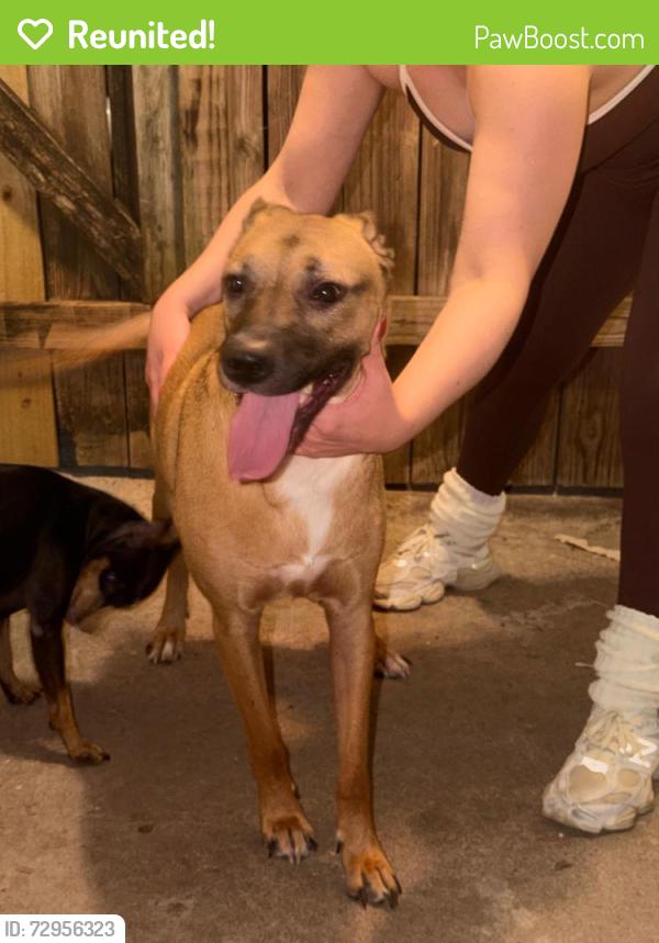 Reunited Female Dog last seen Nearby Address: 4624-4686 Spring Cypress Rd, Spring, TX 77388, Spring, TX 77379