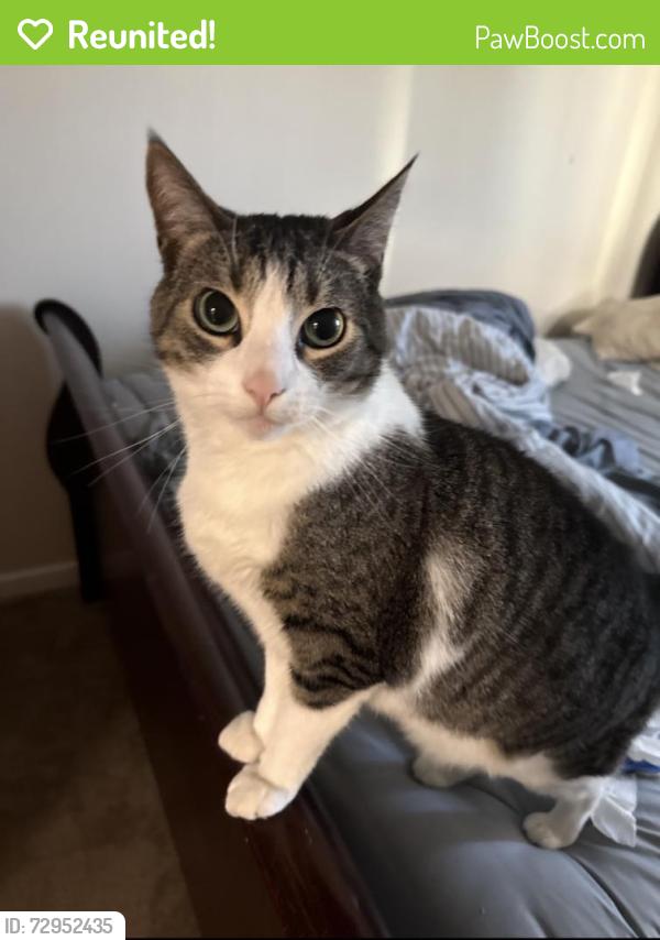 Reunited Male Cat last seen Graves St, Clayton, NY 13624
