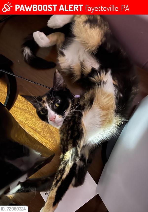 Lost Female Cat last seen Near Black Gap Rd , Fayetteville, PA 17222