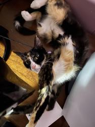 Lost Female Cat last seen Near Black Gap Rd , Fayetteville, PA 17222