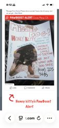 Lost Female Dog last seen Running down avacodo st and Avalon in Costa Mesa , Costa Mesa, CA 92627