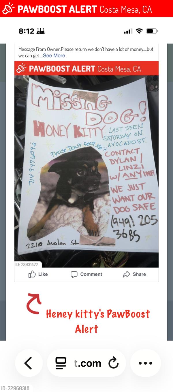 Lost Female Dog last seen Running down avacodo st and Avalon in Costa Mesa , Costa Mesa, CA 92627