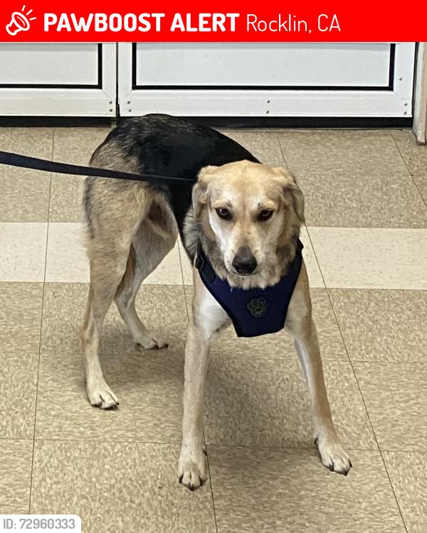 Lost Male Dog last seen  outside Rocklin pet hosp, Rocklin, CA 95677