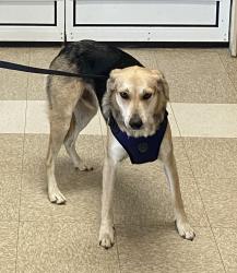 Lost Male Dog last seen  outside Rocklin pet hosp, Rocklin, CA 95677