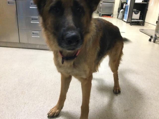 Shelter Stray Female Dog last seen Near BLOCK PINEWOOD ST, PERRIS, CA, Jurupa Valley, CA 92509