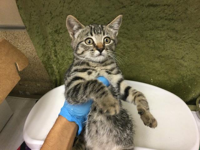 Shelter Stray Female Cat last seen 58TH ST & HUDSON ST, JURUPA VALLEY, CA, Jurupa Valley, CA 92509
