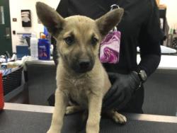 Shelter Stray Female Dog last seen Near BLOCK KRIS RD, DESERT HOT SPRINGS CA 92241, Thousand Palms, CA 92276