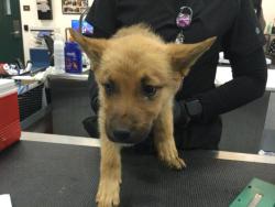 Shelter Stray Male Dog last seen Near BLOCK KRIS RD, DESERT HOT SPRINGS CA 92241, Thousand Palms, CA 92276