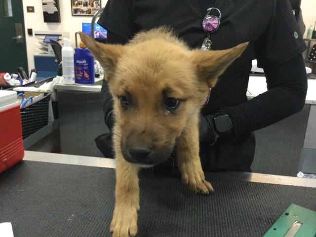 Shelter Stray Male Dog last seen Near BLOCK KRIS RD, DESERT HOT SPRINGS CA 92241, Thousand Palms, CA 92276