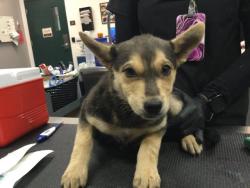 Shelter Stray Female Dog last seen Near BLOCK KRIS RD, DESERT HOT SPRINGS CA 92241, Thousand Palms, CA 92276