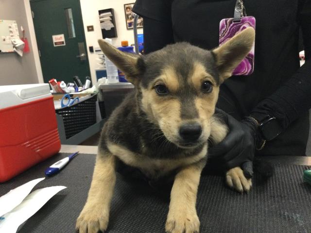 Shelter Stray Female Dog last seen Near BLOCK KRIS RD, DESERT HOT SPRINGS CA 92241, Thousand Palms, CA 92276