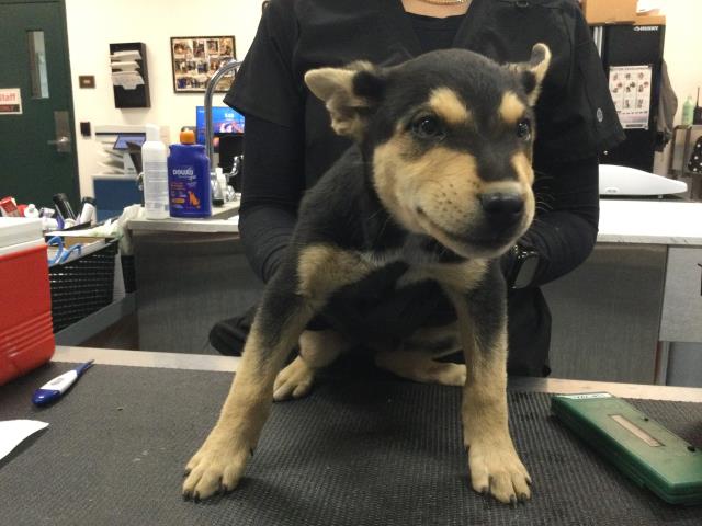 Shelter Stray Male Dog last seen Near BLOCK KRIS RD, DESERT HOT SPRINGS CA 92241, Thousand Palms, CA 92276