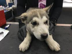 Shelter Stray Male Dog last seen Near BLOCK KRIS RD, DESERT HOT SPRINGS CA 92241, Thousand Palms, CA 92276