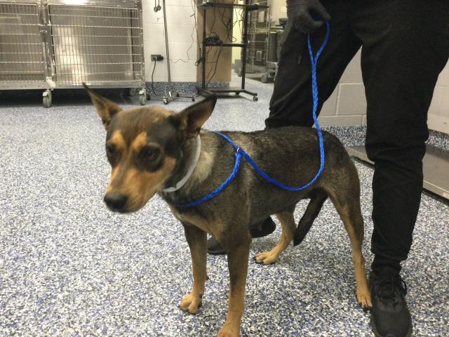 Shelter Stray Female Dog last seen Near BLOCK KRIS RD, DESERT HOT SPRINGS CA 92241, Thousand Palms, CA 92276