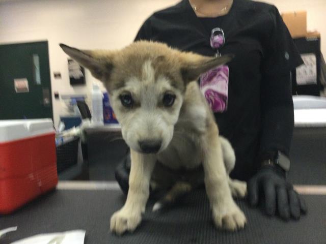 Shelter Stray Male Dog last seen Near BLOCK KRIS RD, DESERT HOT SPRINGS CA 92241, Thousand Palms, CA 92276