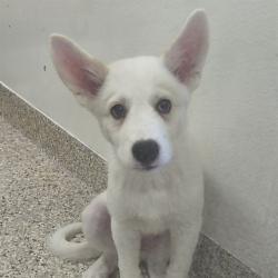 Shelter Stray Male Dog last seen , Tucson, AZ 85745