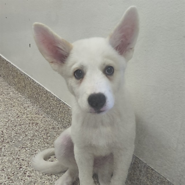 Shelter Stray Male Dog last seen , Tucson, AZ 85745