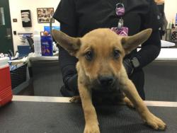 Shelter Stray Male Dog last seen Near BLOCK KRIS RD, DESERT HOT SPRINGS CA 92241, Thousand Palms, CA 92276