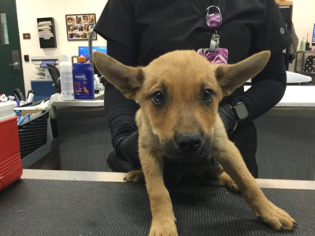Shelter Stray Male Dog last seen Near BLOCK KRIS RD, DESERT HOT SPRINGS CA 92241, Thousand Palms, CA 92276