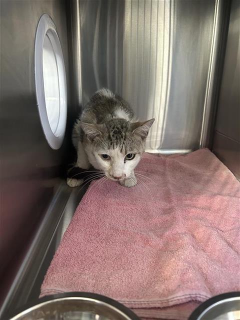 Shelter Stray Male Cat last seen Near BLOCK N CECELIA AVE, FRESNO CA 93722 4361, Fresno, CA 93727