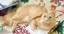 Lost Male Cat last seen Montebello Avenue and Hollister St Ventura CA, Ventura, CA 93004