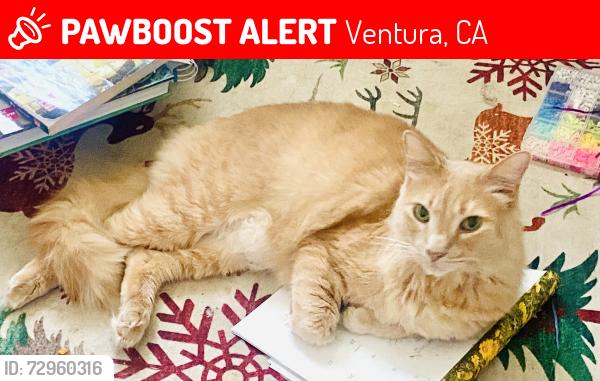 Lost Male Cat last seen Montebello Avenue and Hollister St Ventura CA, Ventura, CA 93004