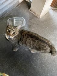 Found/Stray Unknown Cat last seen 6th Ave NW, Seattle, WA 98107