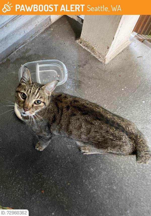 Found/Stray Unknown Cat last seen 6th Ave NW, Seattle, WA 98107