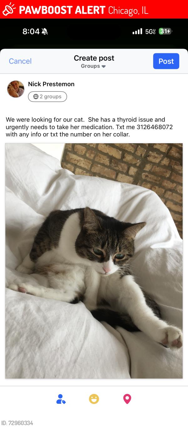 Lost Female Cat last seen Race / Damen, Chicago, IL 60612