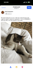 Lost Female Cat last seen Race / Damen, Chicago, IL 60612