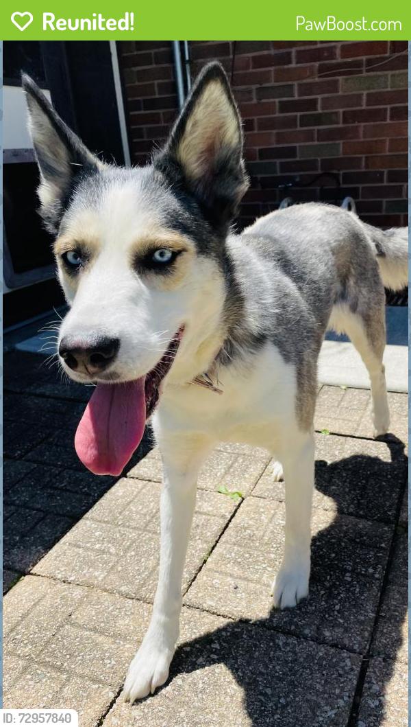 Reunited Female Dog last seen Allen Ave & Nelson Ave, Garfield, Indianapolis, IN 46203