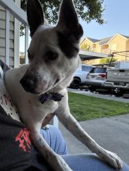 Found/Stray Male Dog last seen Near chapel hill blvd , Pasco, WA 99301
