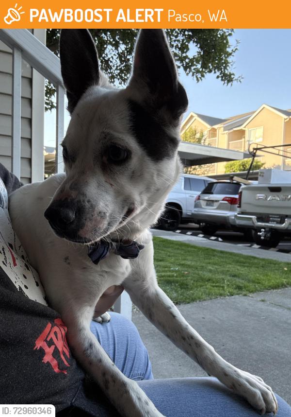 Found/Stray Male Dog last seen Near chapel hill blvd , Pasco, WA 99301