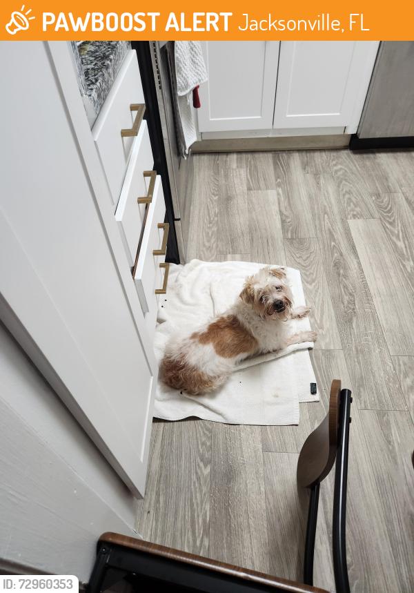 Found/Stray Unknown Dog last seen Blanding Blvd , Jacksonville, FL 32210